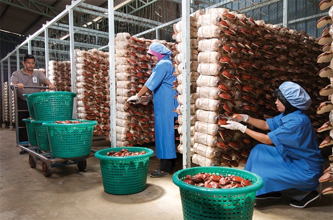 Harvested mushrooms